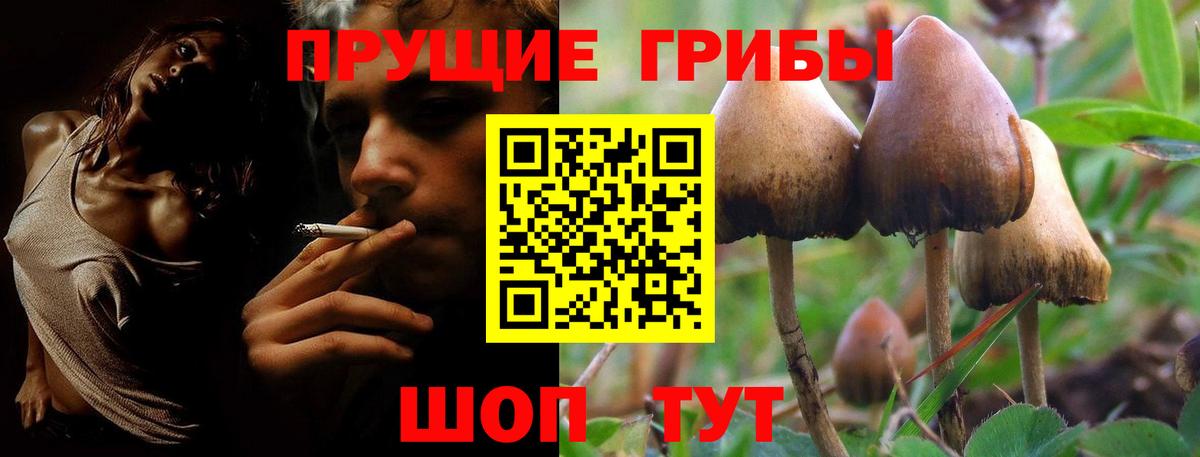 наркошоп  Кропоткин  Галлюциногенные грибы Cubensis 